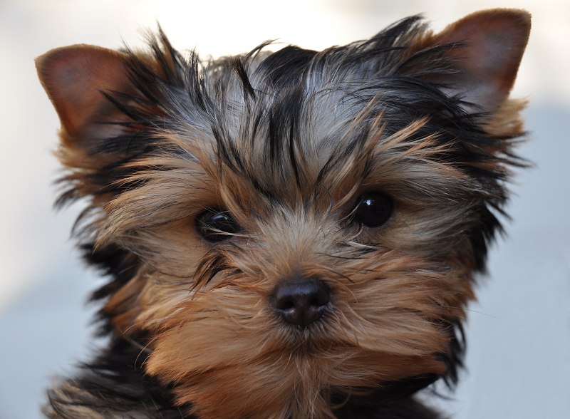 Paco, the newest Yorkie puppy on the block