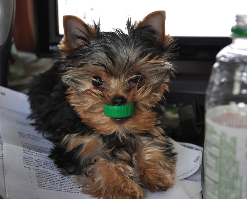Paco's Cup of Green Tea. 12 Weeks Old. Paco's Cup of Green Tea. 12 Weeks Old.