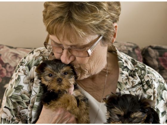 Dear friend and Yorkshire Terrier breeder Linda Bush, kisses Paco after two of her Yorkshire terriers were recovered.