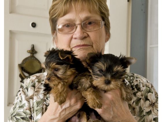 Linda Bush, Paco, and Paso's Sister.