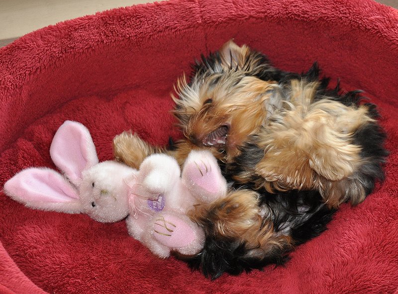 No More Mister Nice Guy. 15 Weeks Old. No More Mister Nice Guy. 15 Weeks Old.