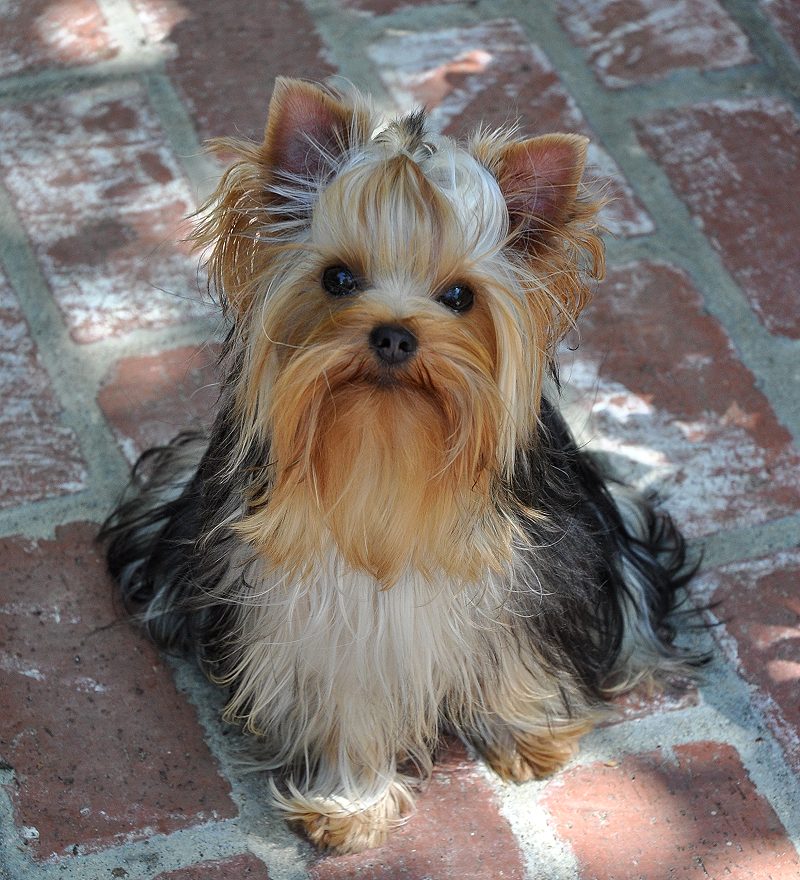 Paco at 10 Months Old