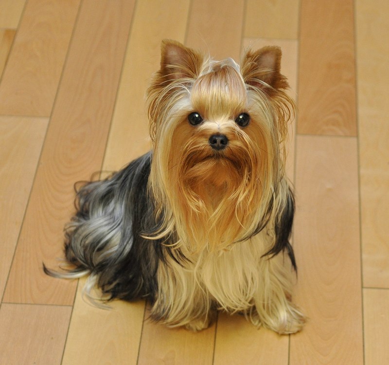Paco at 14 Months Old