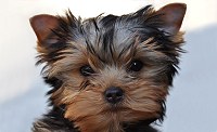 Hola Paco! Qu tal? What a cute Yorkie!