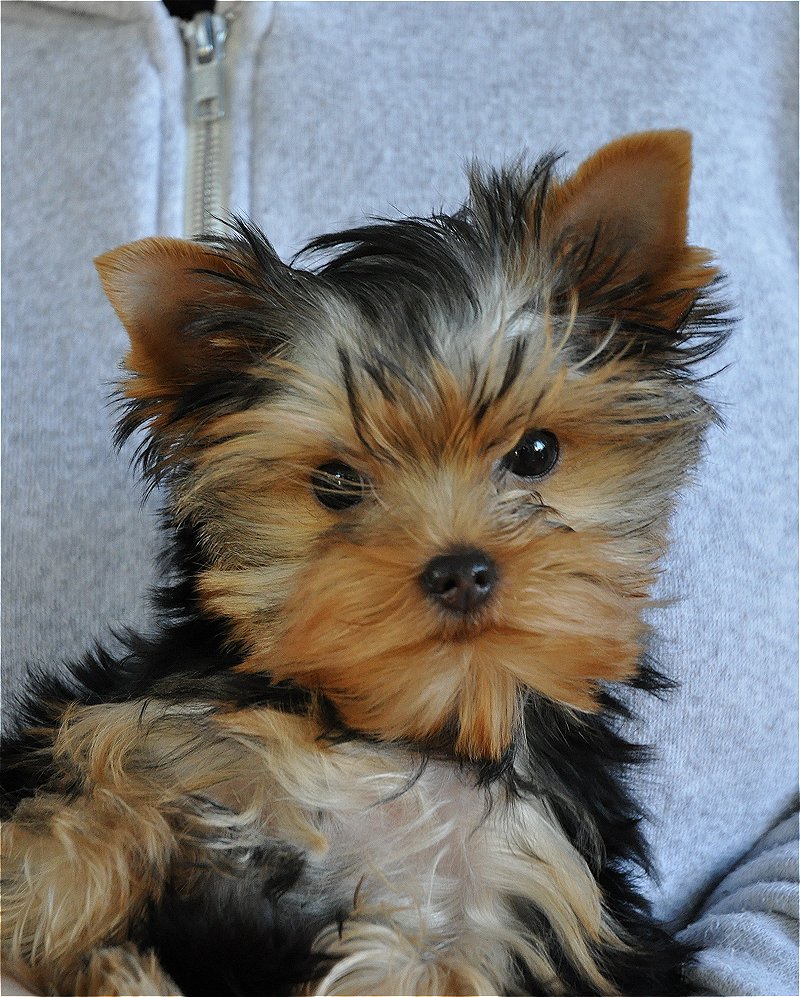 Paco being held. 13 Weeks Old. Paco being held. 13 Weeks Old.