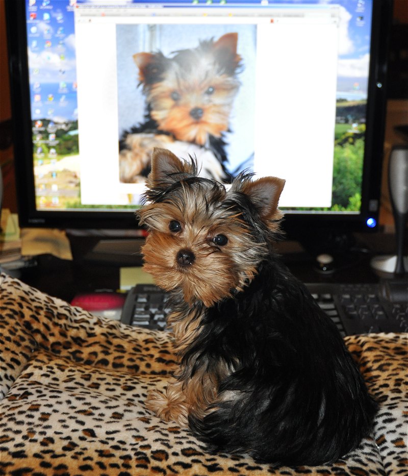 Paco at the Computer. 15 Weeks Old. Paco at the Computer. 15 Weeks Old.