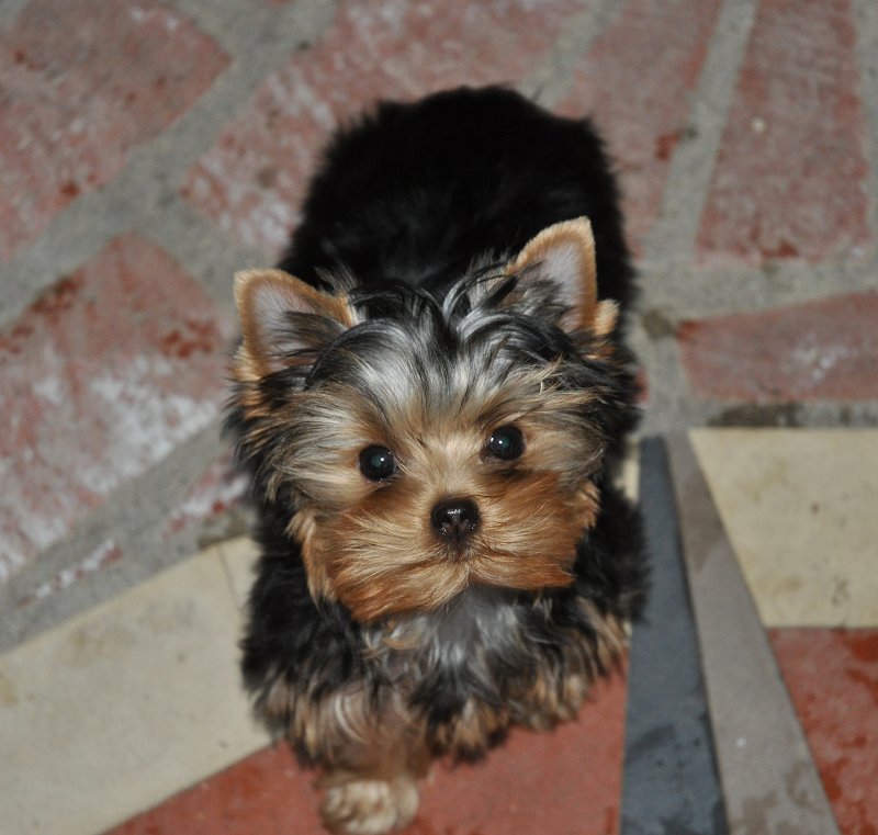 Paco in Backyard. 14 Weeks Old. Paco in Backyard. 14 Weeks Old.