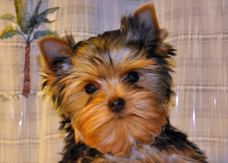 Paco in front of the Shower Curtain. Paco in front of the Shower Curtain. 14 Weeks Old.