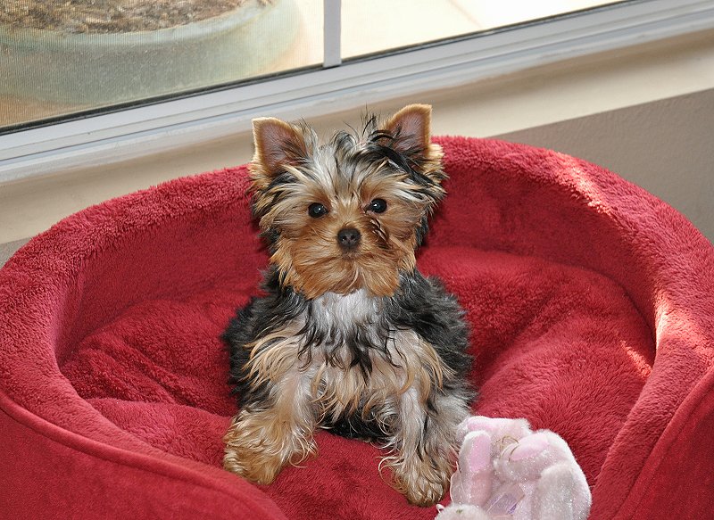 Paco in one of his Many Beds. 15 Weeks Old. Paco in one of his Many Beds. 15 Weeks Old.