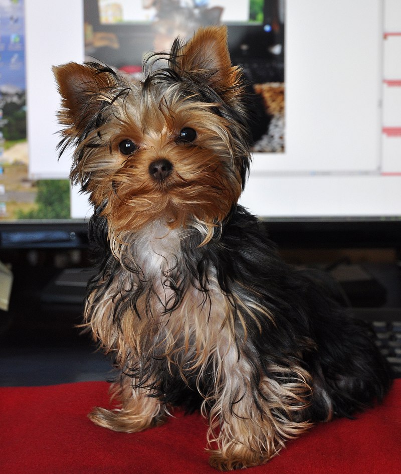 Paco in Front of the Computer. 18 Weeks Old. Paco in Front of the Computer. 18 Weeks Old.