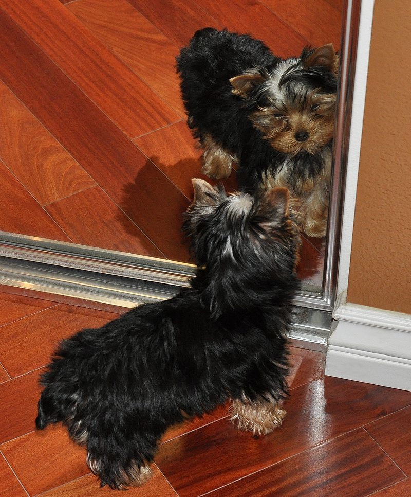 Dang!  This Yorkie is Cute!  Paco in the Mirror.  13 Weeks Old.