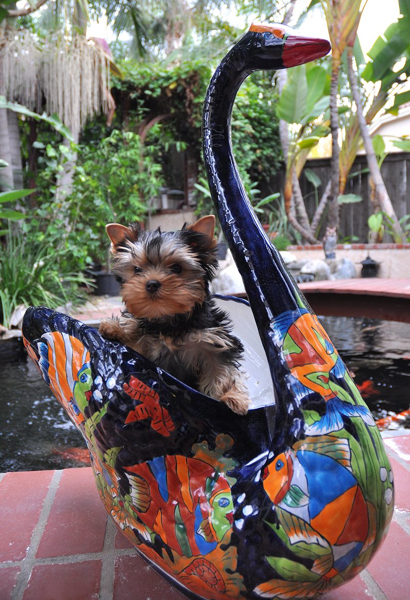 Paco in the Swan. 12 Weeks Old. Paco in the Swan. 12 Weeks Old.