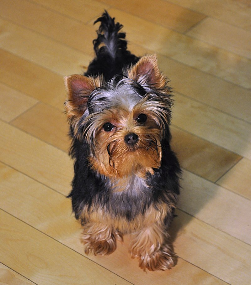 Paco in the Kitchen. 19 Weeks Old. Paco in the Kitchen. 19 Weeks Old.