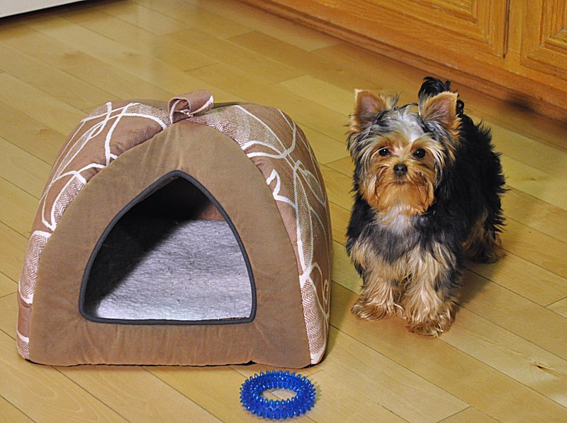 Paco in the Kitchen with Bed. 19 Weeks Old. Paco in the Kitchen with Bed. 19 Weeks Old.