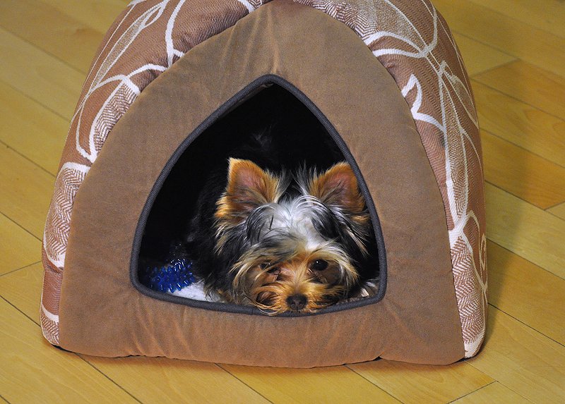 Paco in the Kitchen in Bed. 19 Weeks Old. Paco in the Kitchen in Bed. 19 Weeks Old.