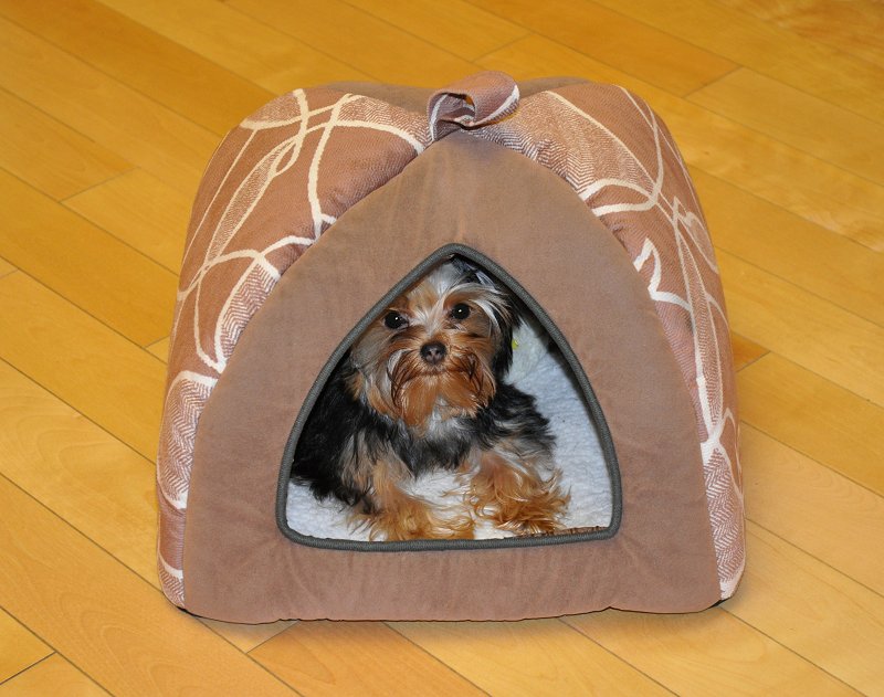 Paco in the Kitchen in Bed. 19 Weeks Old. Paco in the Kitchen in Bed. 19 Weeks Old.