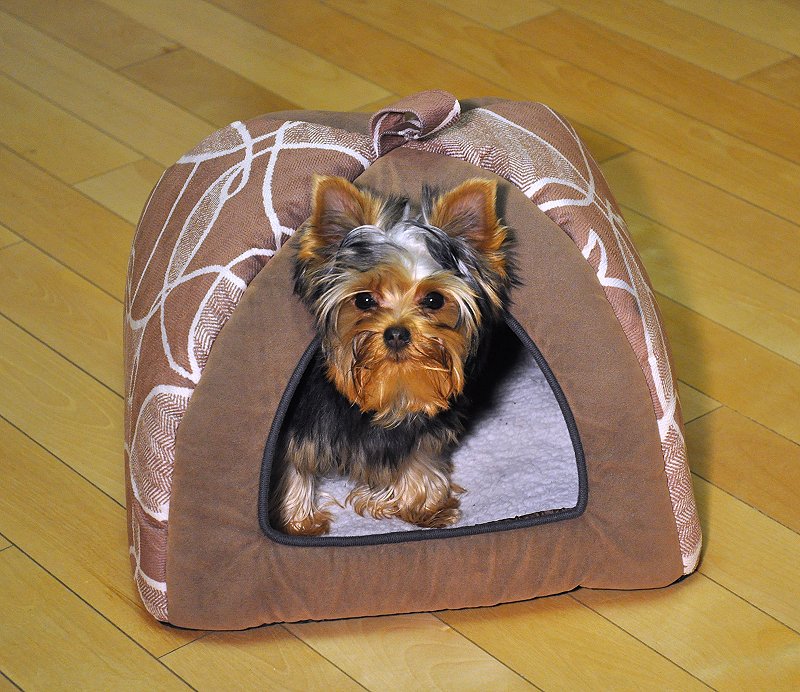 Paco in the Kitchen in Bed. 19 Weeks Old. Paco in the Kitchen in Bed. 19 Weeks Old.