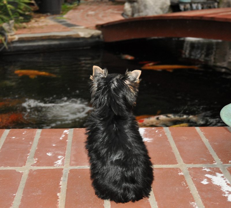 Paco Likes Sushi. 12 Weeks Old. Paco Likes Sushi. 12 Weeks Old.