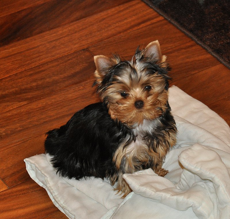 Paco on his Blanket. 14 Weeks Old.