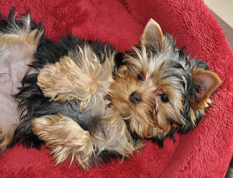 Paco on his Back. 15 Weeks Old. Paco on his Back. 15 Weeks Old.