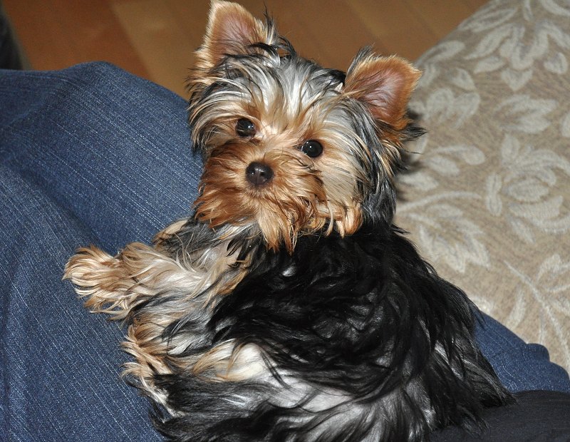 Paco on Lap. 19 Weeks Old. Paco on Lap. 19 Weeks Old.