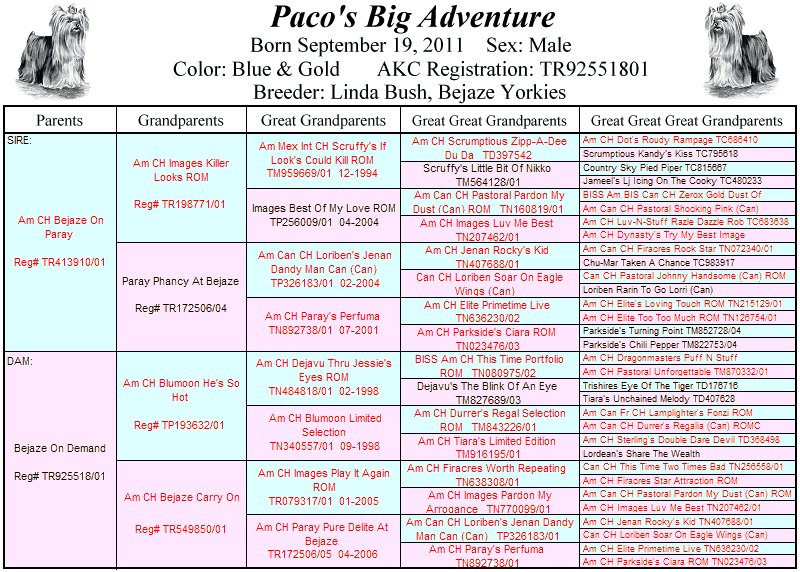 Paco's Pedigree Paco's Pedigree