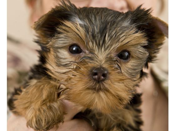 Paco at eight weeks, recovered after a week in South Central Los Angeles.