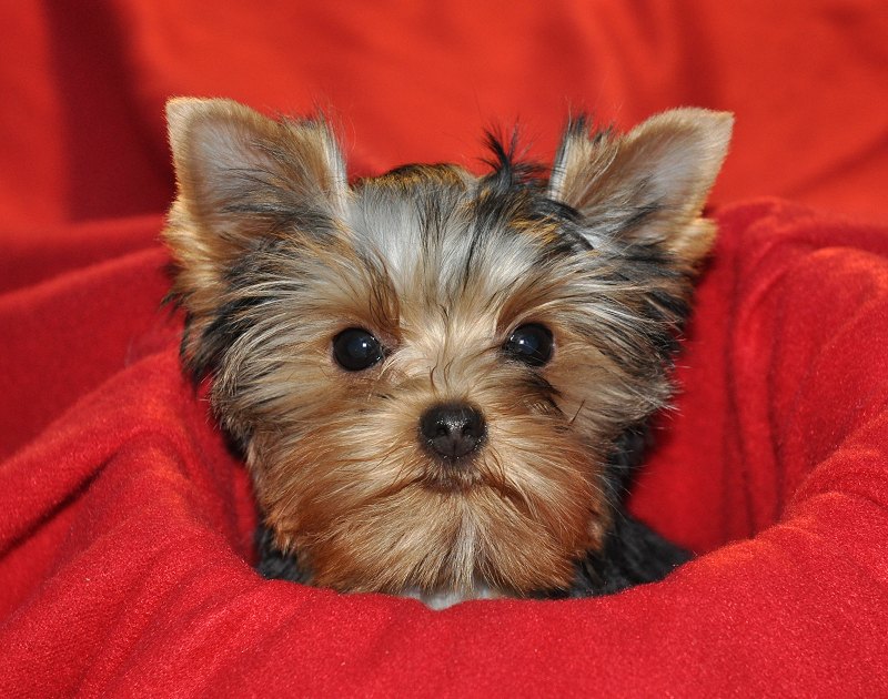 Paco in the Red. 15 Weeks Old. Paco in the Red. 15 Weeks Old.