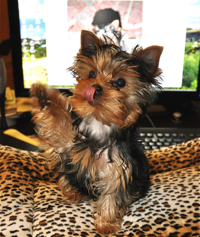Paco Shaking at the Computer. 15 Weeks Old. Paco Shaking at the Computer. 15 Weeks Old.