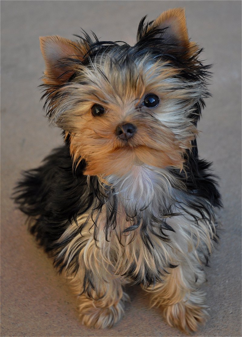 Paco Sitting. 15 Weeks Old. Paco Sitting. 15 Weeks Old.