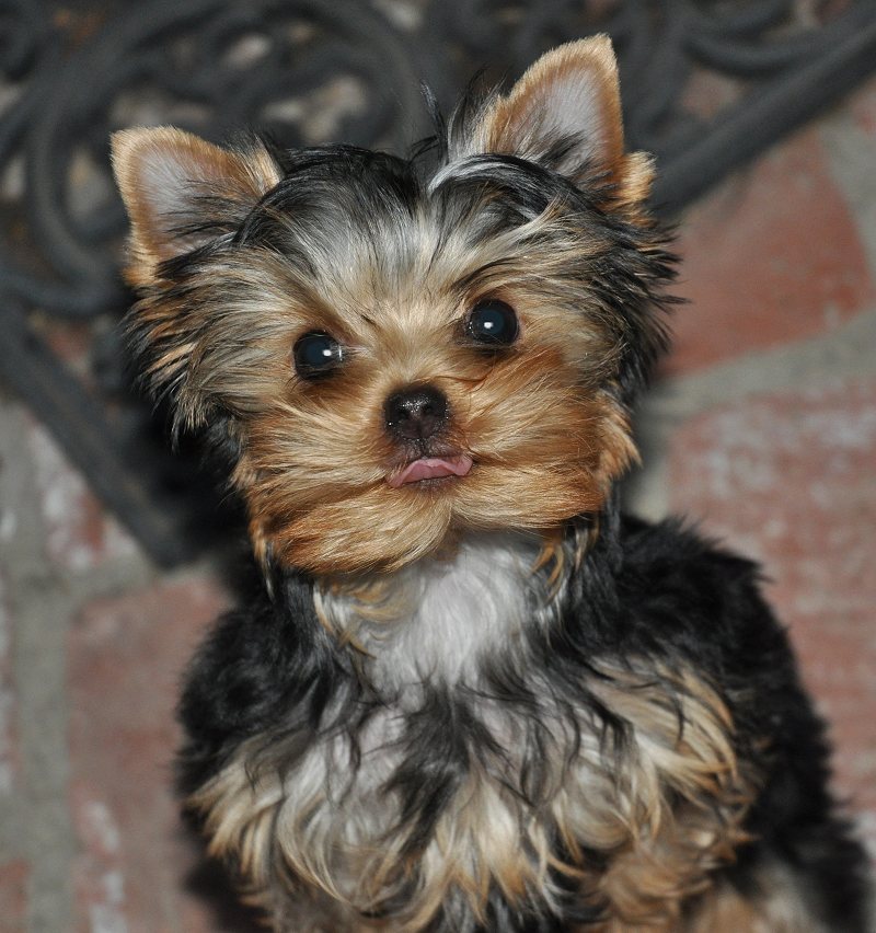 Paco Standing up with Tongue Out. 14 Weeks Old. Paco Standing up with Tongue Out. 14 Weeks Old.