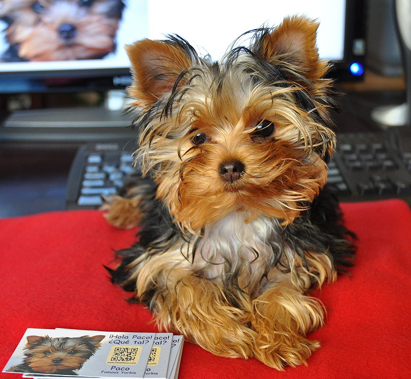 Paco with his New Business Cards. 18 Weeks Old. Paco with his New Business Cards. 18 Weeks Old.