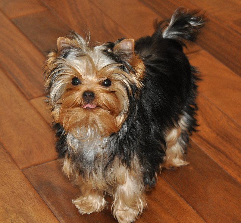 Paco's Little Tongue. 21 Weeks Old. Paco's Little Tongue. 21 Weeks Old.