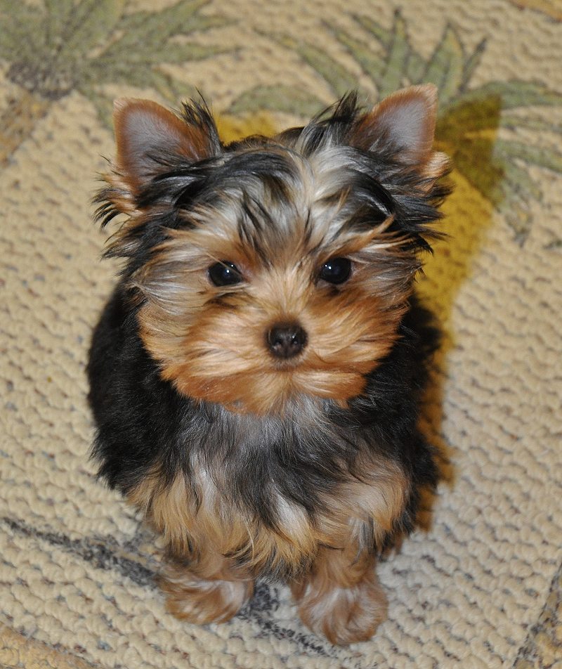 Time for a Treat. 13 Weeks Old. Time for a Treat. 13 Weeks Old.